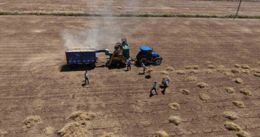 Mardin'de mercimek hasadı, kavurucu sıcaklara rağmen devam ediyor