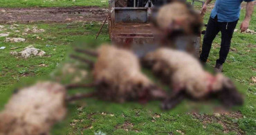 Mardin'de Yıldırım Düşmesi 8 Koçu Hayatından Etti