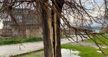 Mardin'de Yıldırımın Vurduğu Ağaç İkiye Bölündü