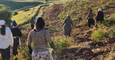 Mardin’deki gül bahçesi ile kadınlara istihdam imkanı sağlanıyor