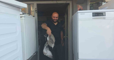 Martı yavrusu beyaz eşya tamircisine girdi