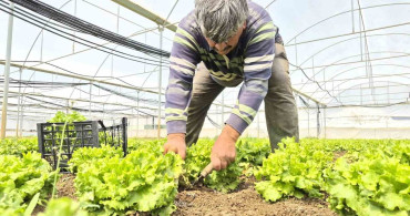 Marul Fiyatlarındaki Dengesizlik Tartışma Konusu