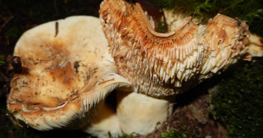 Matsutake Mantarı Nedir? Matsutake Mantarı Yenir mi?