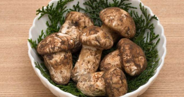 Matsutake Mantarının Faydaları Nelerdir?