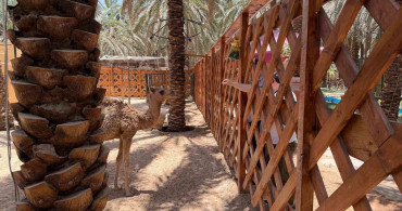 Medine'de Hacı ve Umrecilerin İlgi Odağı: Hayvanat Bahçesi