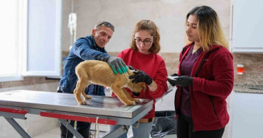 Menemen'de Can Dostlara Rekor Tedavi Hizmeti