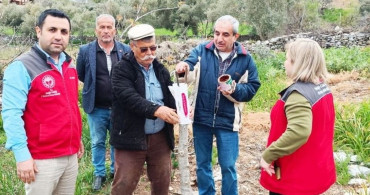 Menteşe'de Çiftçilere Uygulamalı Ceviz Aşılama Eğitimi