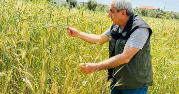 Menteşe'de Tarım Kontrolleri Sıklaştırıldı