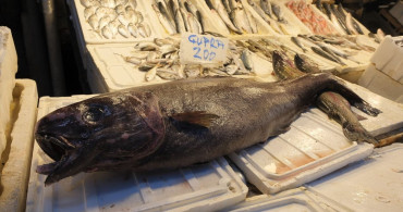 Mersin Açıklarında 1,5 Metrelik Siyah Dümen Balığı Avlandı