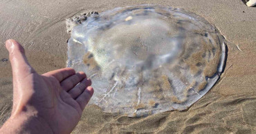 Mersin Sahillerinde Denizanası Yoğunluğu: Uzmanlardan Uyarılar