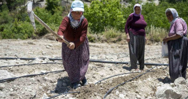 Mersin’de atalık leklek fasulyesi yeniden toprakla buluştu
