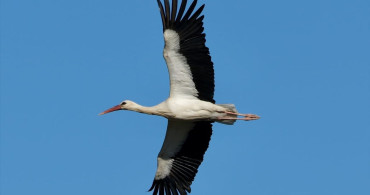 Mersin'de Bahar, Leylek ve Pelikan Sürülerini Ağırlıyor
