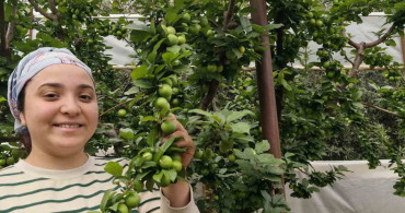 Mersin'de Erik Hasadı Başladı: Fiyatlar 200 TL'ye Düştü