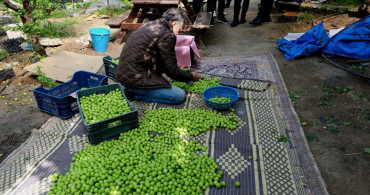 Mersin'de Erik Hasadı Devam Ediyor
