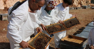 Mersin'de Keçiboynuzu Balı Hasadı Başladı