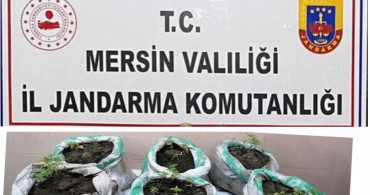 Mersin'de Kenevir Yetiştiren 2 Şahıs Tutuklandı