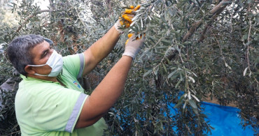 Mersin'de Kız Öğrencilere Destek Amacıyla Zeytin Hasadı Başladı
