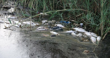 Mersin’de Korkutan Görüntü! Binlerce Balık Öldü