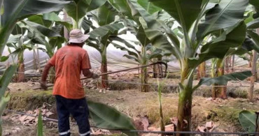 Mersin'de muz üreticileri fiyat farklarından şikayetçi
