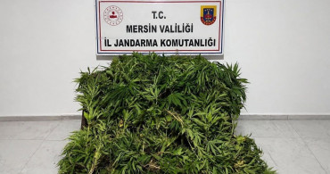 Mersin'de ormanlık alana ekilen bin 500 kök kenevir ele geçirildi