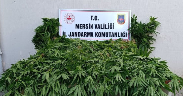 Mersin'de Yasa Dışı Kenevir Ekimine Suçüstü Operasyonu