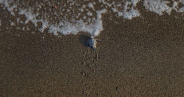 Mersin'de Yeşil Deniz Kaplumbağası Yavruları Denizle Buluşuyor