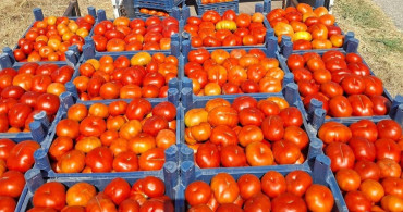 Meşhur Kemerdamları domatesinde hasat başladı