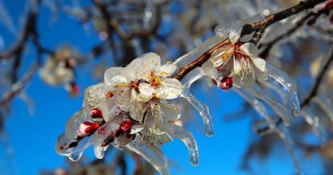 Meteoroloji Uyardı: Zirai Don Tehlikesi Var