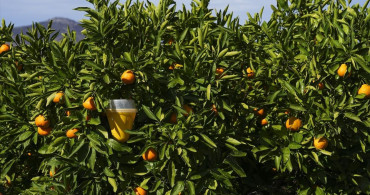 Meyve Sineğiyle Mücadelede Başarı: İlaç Kullanımı %30 Azaldı