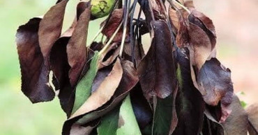 Meyve Üreticileri İçin Ateş Yanıklığı Uyarısı