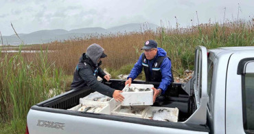 Milas'ta Kaçak Avcılığa Son: 80 Kilo Kefal Ele Geçirildi