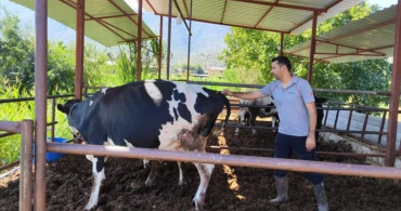 Milas'ta Şap Hastalığı Nedeniyle 11 Mahalle Karantinaya Alındı
