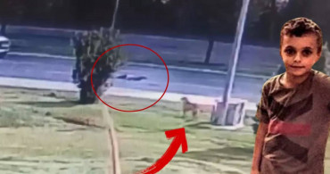 Milyonlarca insan Zana’ya ağlıyor: Sokak köpeklerinden kaçarken arabaya çarptı