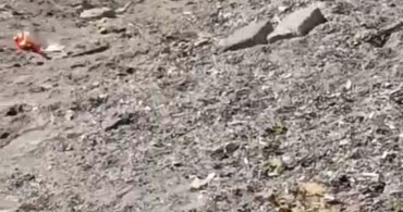Mudanya'da yaban domuzu sahil bandında görüntülendi