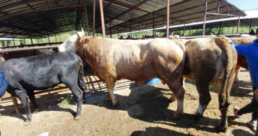Mudurnu'da Rekor Fiyata Dana Satışı