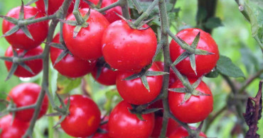 Muğla mayıs ayında 71 milyon 870 bin TL dış ticaret fazlası verdi