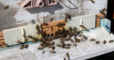 Muğla'da Çam Balı Rekoltesi Yükseliyor