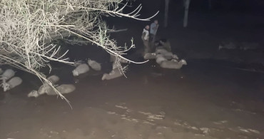 Muğla'da Çamura Saplanan Koyunlar Kurtarıldı