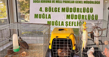 Muğla'da CİMER'e yapılan şikayet, kaçak hayvan ticaretini ele verdi