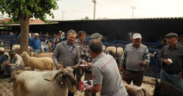 Muğla'da Kurban Pazarlarında Sıkı Denetim