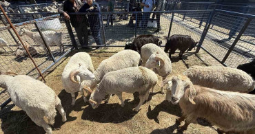 Muğla'da Kurbanlık Satışları Hızla Devam Ediyor