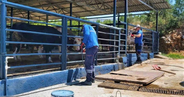 Muğla'da Şap Hastalığı Kontrol Altına Alındı