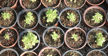 Muğla'da Tıbbi ve Aromatik Bitki Üretimi Hızla Artıyor