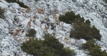 Muğla'da Yaban Keçileri Termal Drone ile Görüntülendi