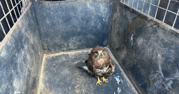 Muğla'da Yaralı Şahin Tedavi Ediliyor