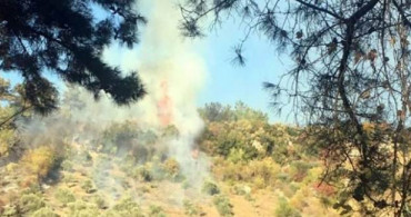 Muğla'da Zeytinlikte Yangın Çıktı