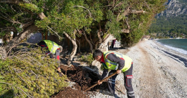 Muğla'daki Devrilen Sakız Ağacı Yeniden Hayata Döndü