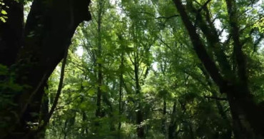 Muğla'daki sığla ormanlarından 2026 yılı için 1 ton sığla yağı üretimi bekleniyor