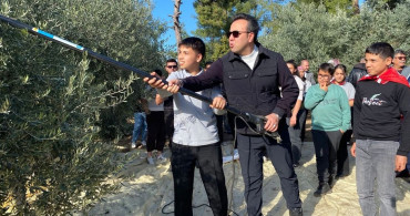 Muğla'nın Hyllarima Antik Kentinde Zeytin Hasadı Etkinliği