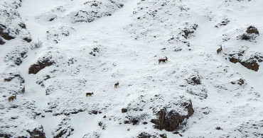Munzur Dağları'nda Dağ Keçileri Görüntülendi